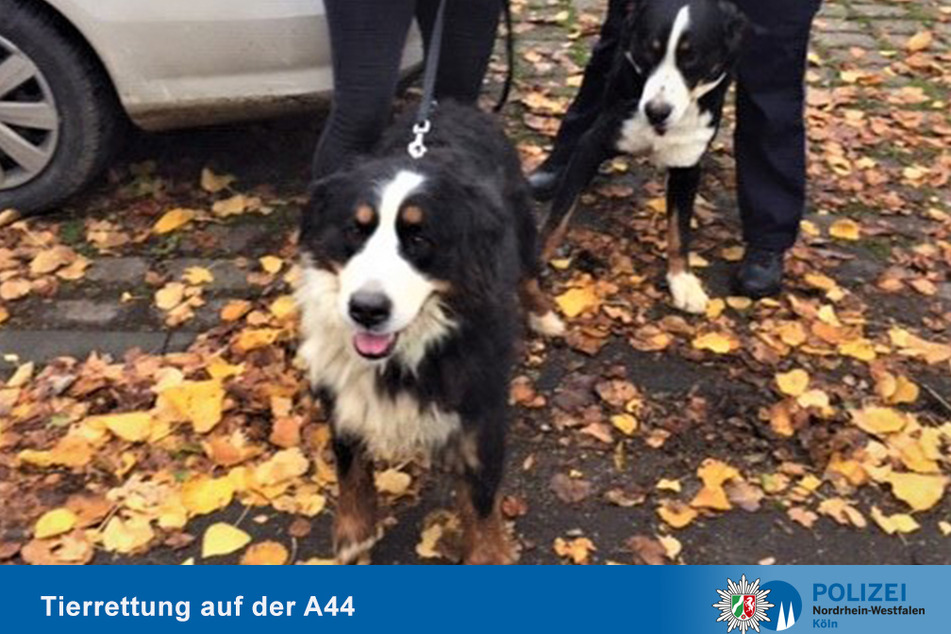 Am Samstagvormittag hielten zwei tierische Ausreißer die Polizei und den Verkehr auf der A44 in Atem.