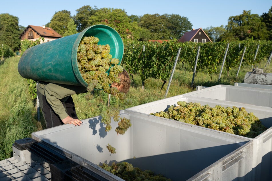 Trauben der Sorte "Goldriesling" werden bei der Weinlese in einen Trog gekippt.