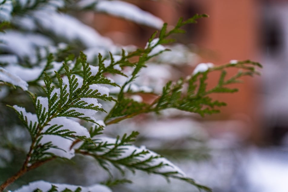 Im Winter und bei Frost werden Koniferen nicht geschnitten.