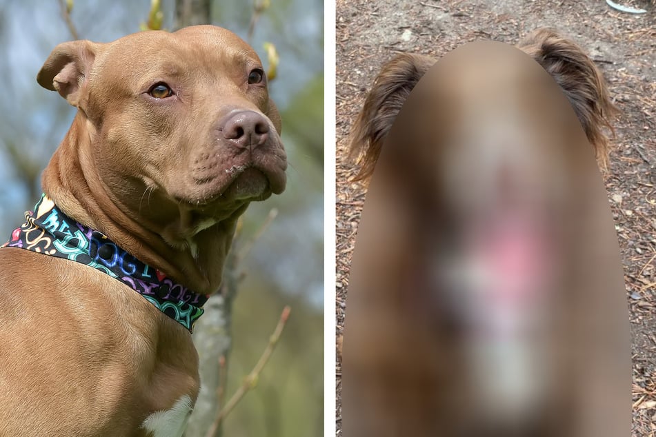 Links: So kennt man den American Pit Bull Terrier. Doch wie mag sein Artgenosse wohl mit langem Fell aussehen?