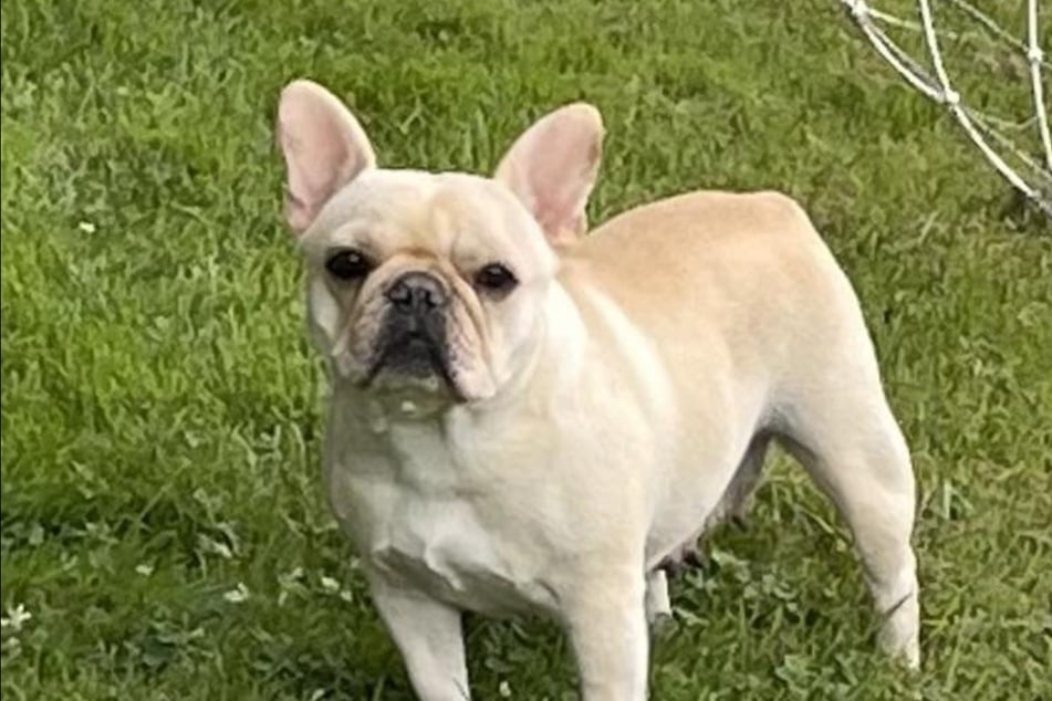 Die kleine Bulldogge Tori hat ein schlimmes Schicksal erlitten.