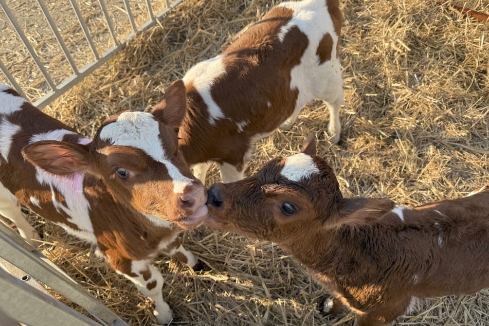 Trojnice byla pro zemědělce Ulricha Niemeyera (59) překvapením. Veterinář počítal se dvojčaty.
