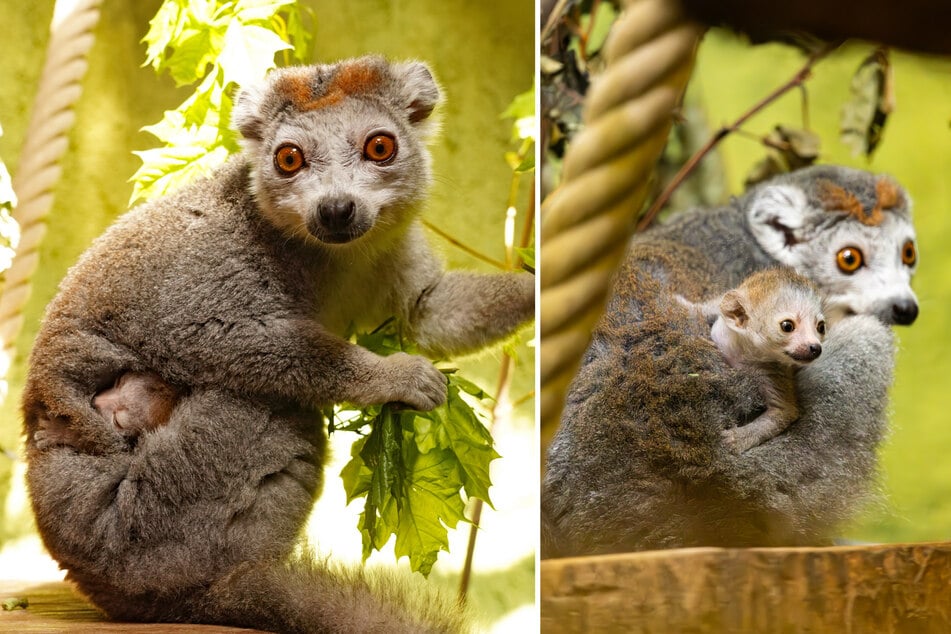 Mutter Amalia hat am 15. April ein Baby auf die Welt gebracht.