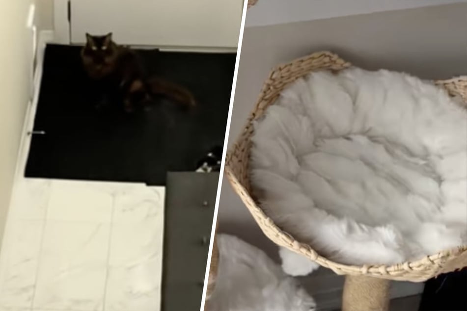 Frau kann Katze nirgendwo finden: Als sie das Tier entdeckt, schmilzt ihr Herz