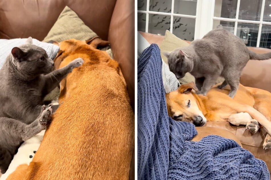 Kater River macht sich ans Werk, massiert seinen Fellfreund, so gut er kann.