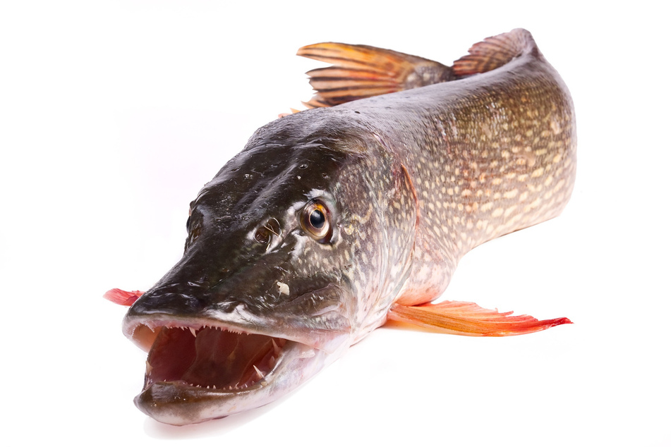 Ein Problemfisch dieser Art, nämlich ein Hecht, sorgt im Gelterswoog für Unruhe. (Symbolfoto)
