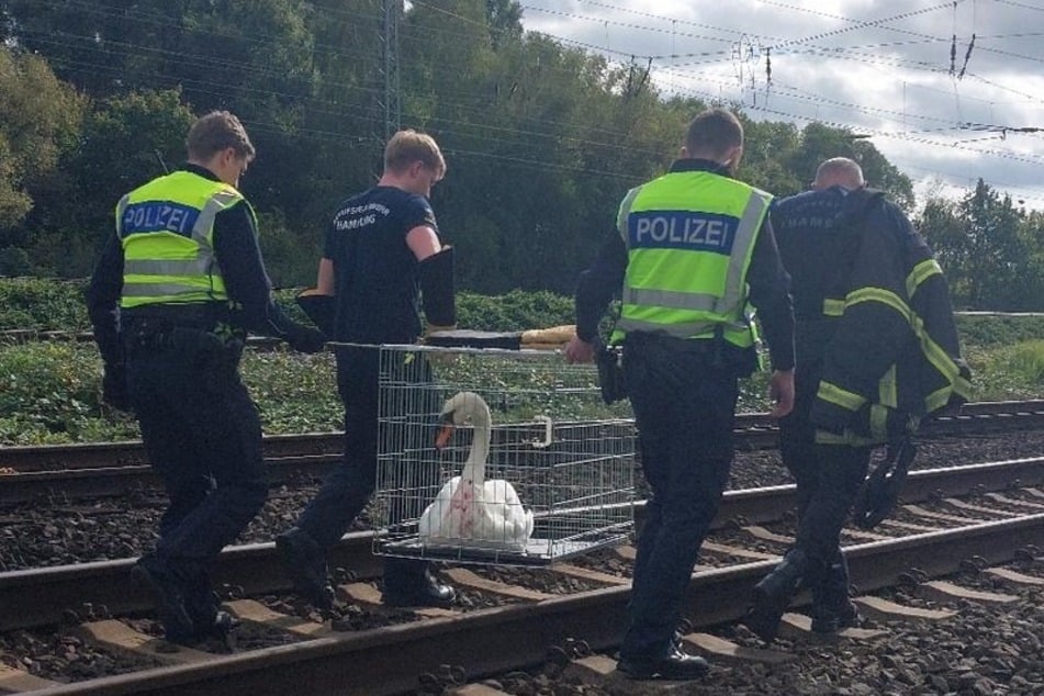 In einem Käfig wurde das verletzte Tier von den Gleisen transportiert.