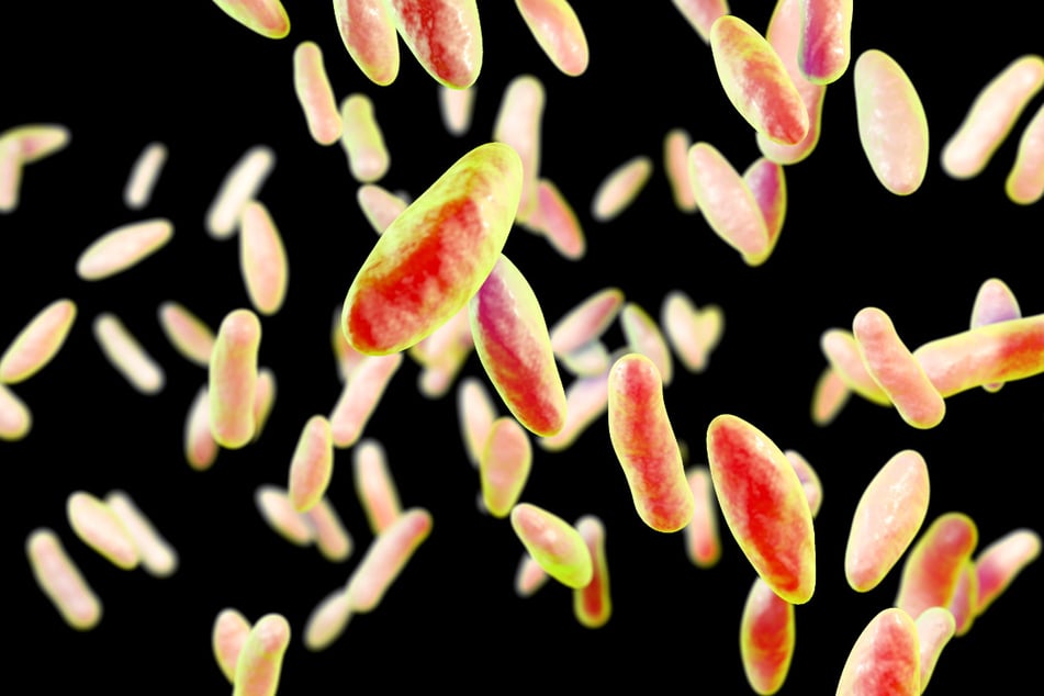 3D visualization of the brucella bacteria (symbolic image)