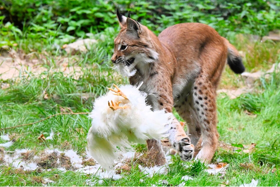 Ein Huhn zum Frühstück: Die zwei Raubkatzen haben einen guten Appetit.