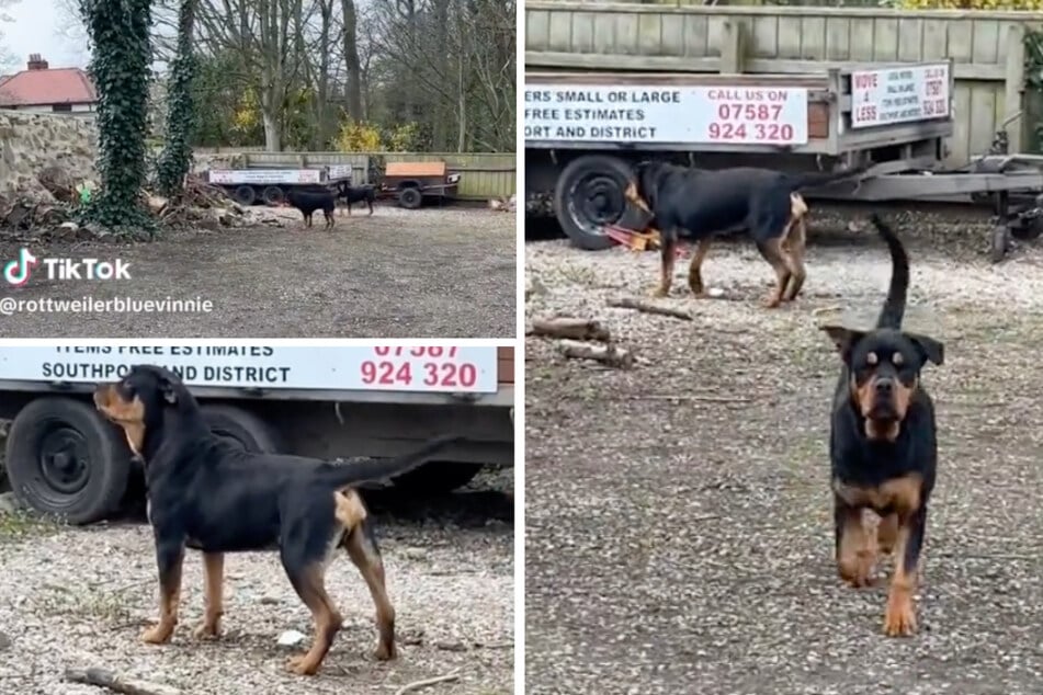 Two Rottweilers Blue and Vinnie discovered something creepy in a corner of their yard, as their owner got to the bottom of it in a TikTok video.