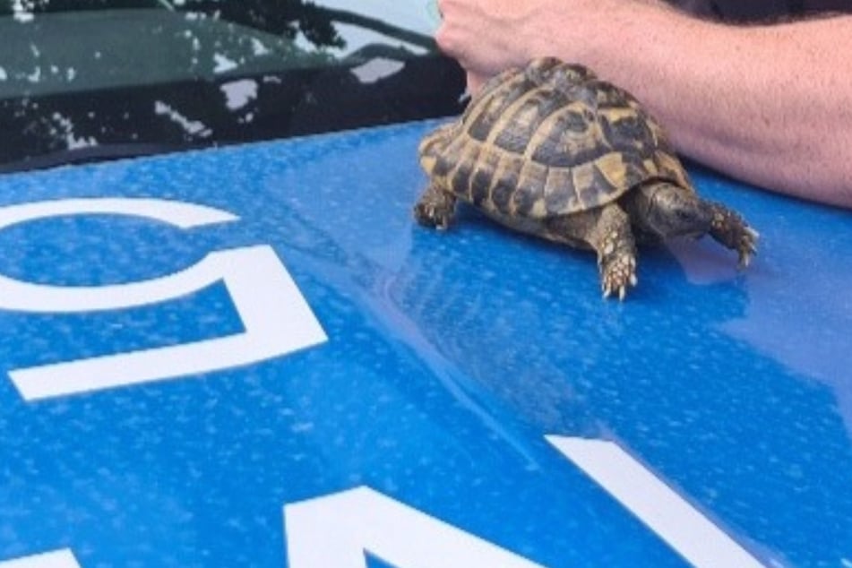 Diese niedliche Schildkröte sucht ihren Besitzer.
