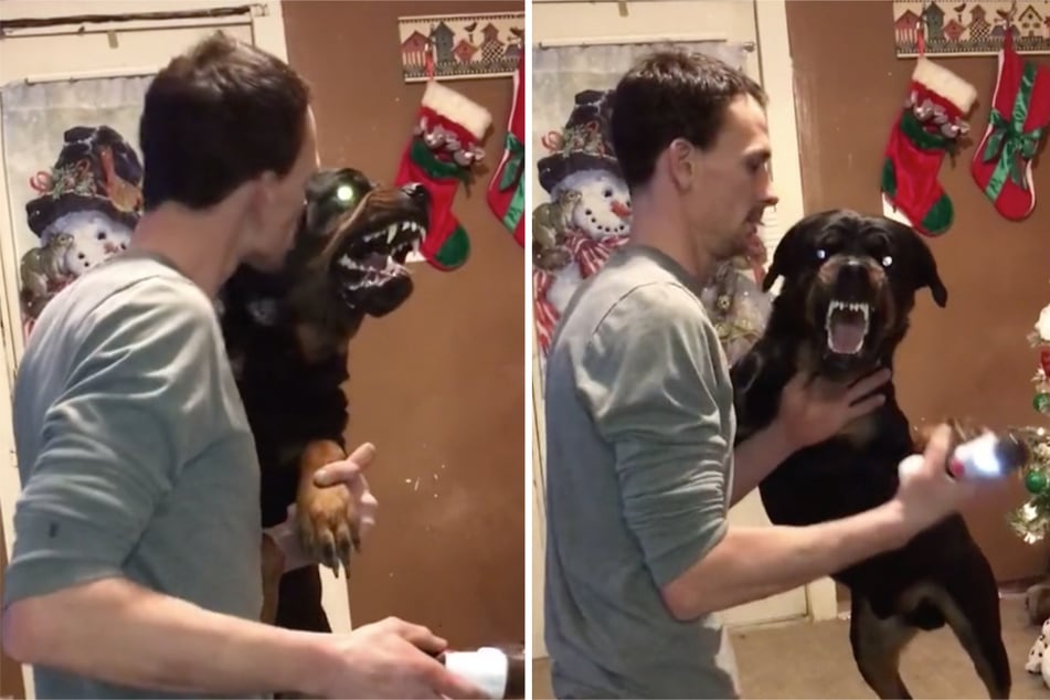 Ryan remains calm as Bear the Rottweiler bares his teeth and growls. It sounds like he's possessed (collage).