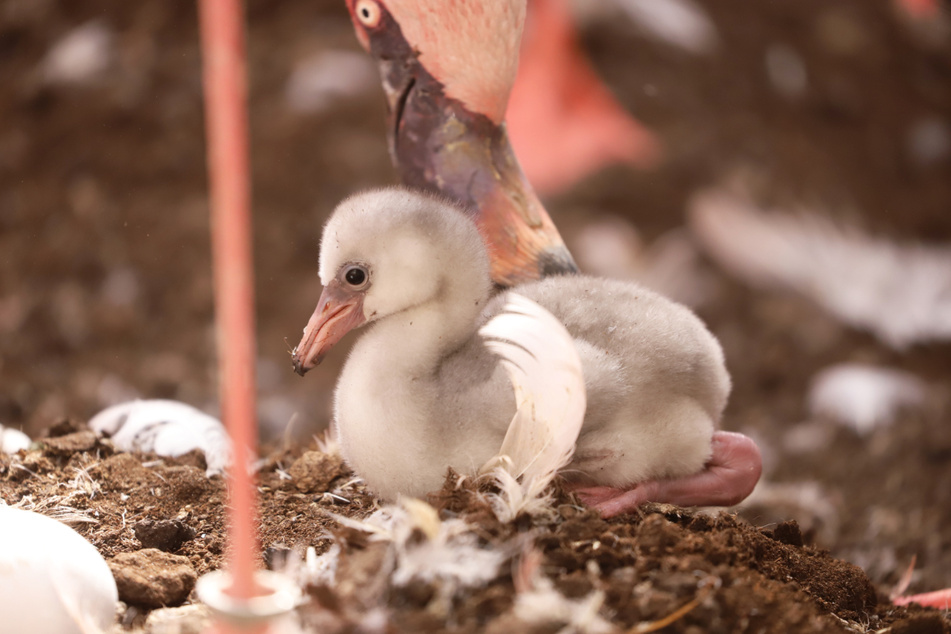 02.04.2021, Baden-Württemberg, Karlsruhe: Ein frisch geborenes Zwergflamingo-Küken wird von seinen Eltern im Karlsruher Zoo versorgt.