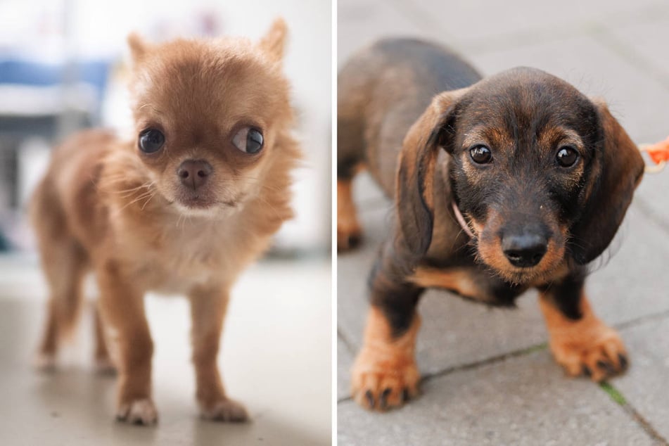 Chihuahua (l.) und Dackel sollen nach Angaben des Tierheims die Eltern von Chajenne und Shanaja sein. (Symbolfoto)