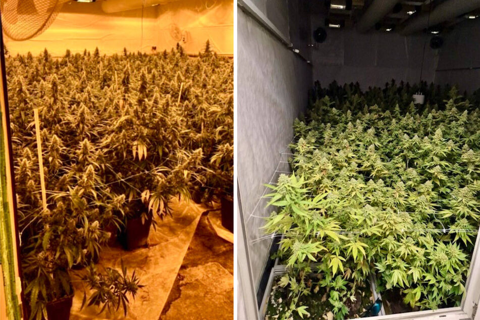 Bei der Razzia sind drei große Cannabisplantagen mit mehreren Tausend Pflanzen entdeckt worden.