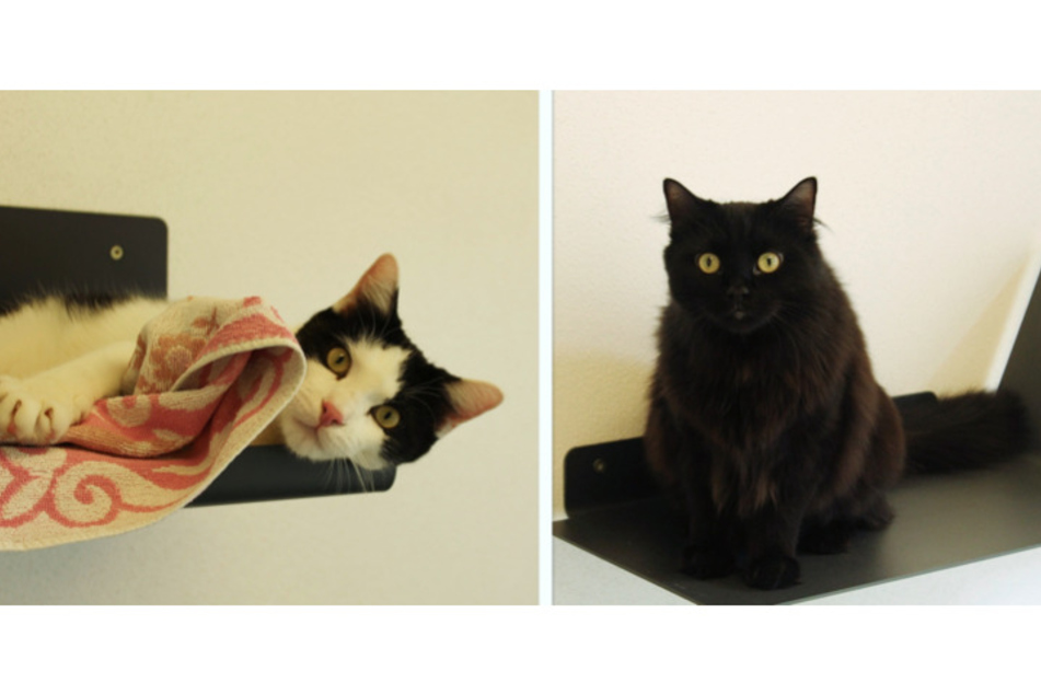 Siam-Mischlingskater Kater Rocky und Siam-Maine Coon Katze Muffin.