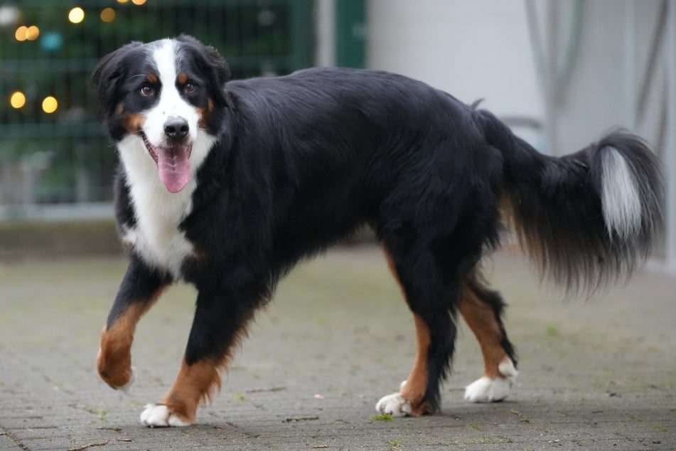 Od grudnia 2025 roku czworonóg czeka na nowy dom.