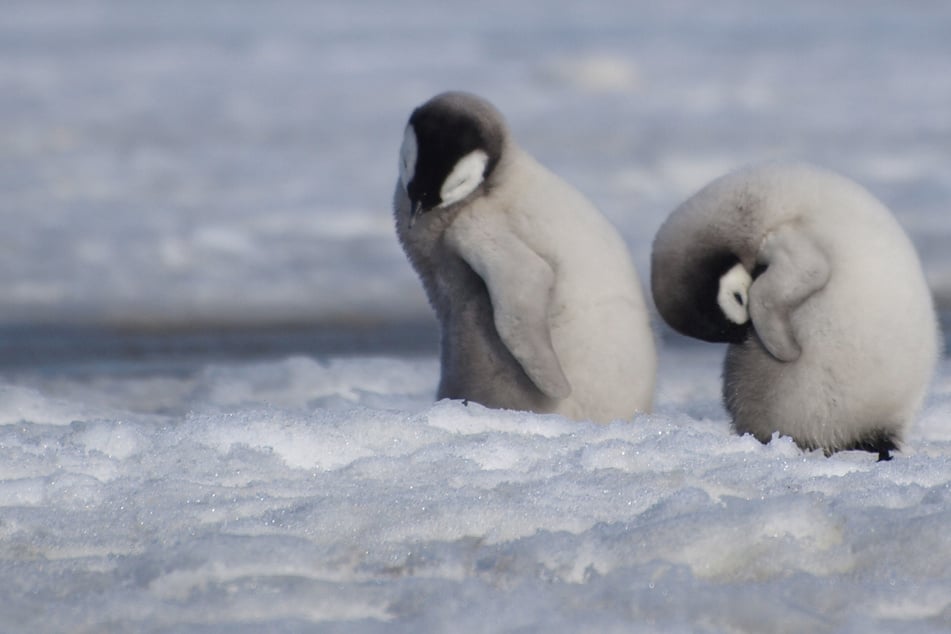 Emperor penguins closer than ever to extinction amid worsening climate crisis