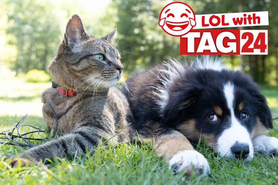 Joke of the Day for July 25, 2025: A pet joke to make you smile