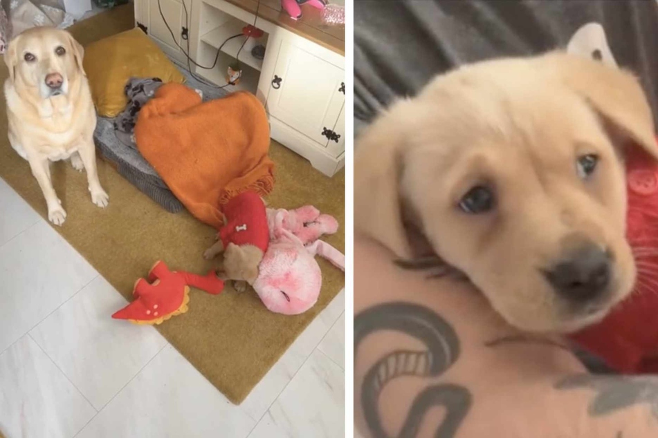 It didn't take too long for Nora the puppy and Hero the dog to become the best of friends!