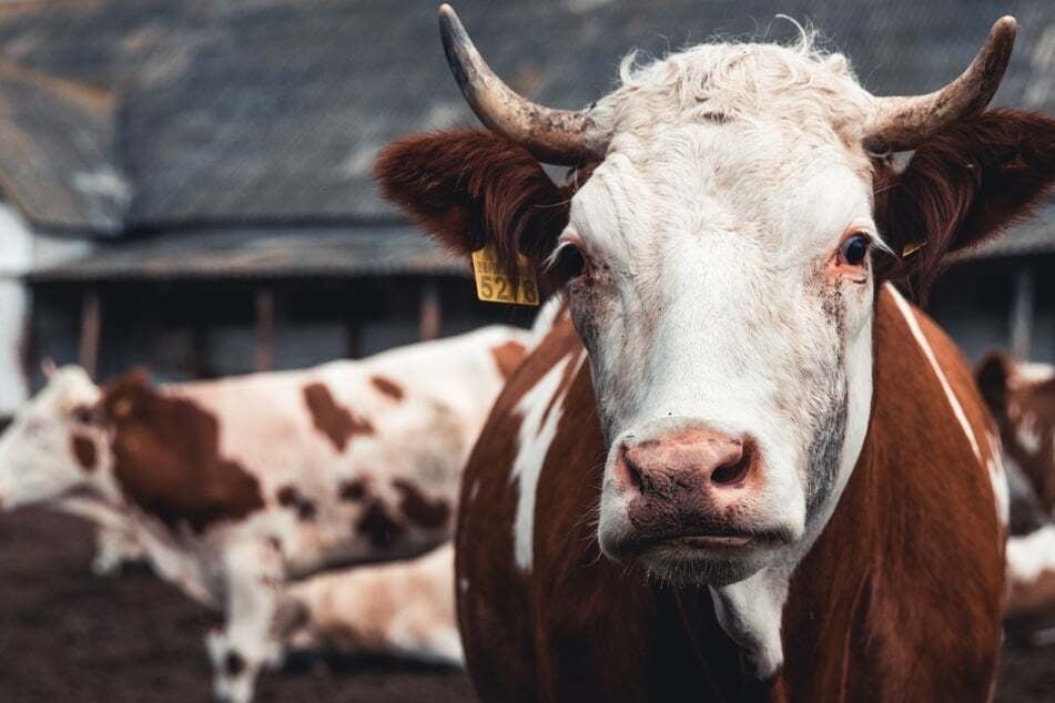 Kühe verletzen Senioren tödlich: Landwirt stirbt nach Stallarbeiten