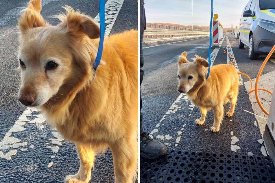 Grenzkontrolle behindert: Süßer Vierbeiner macht Bekanntschaft mit Staatsgewalt