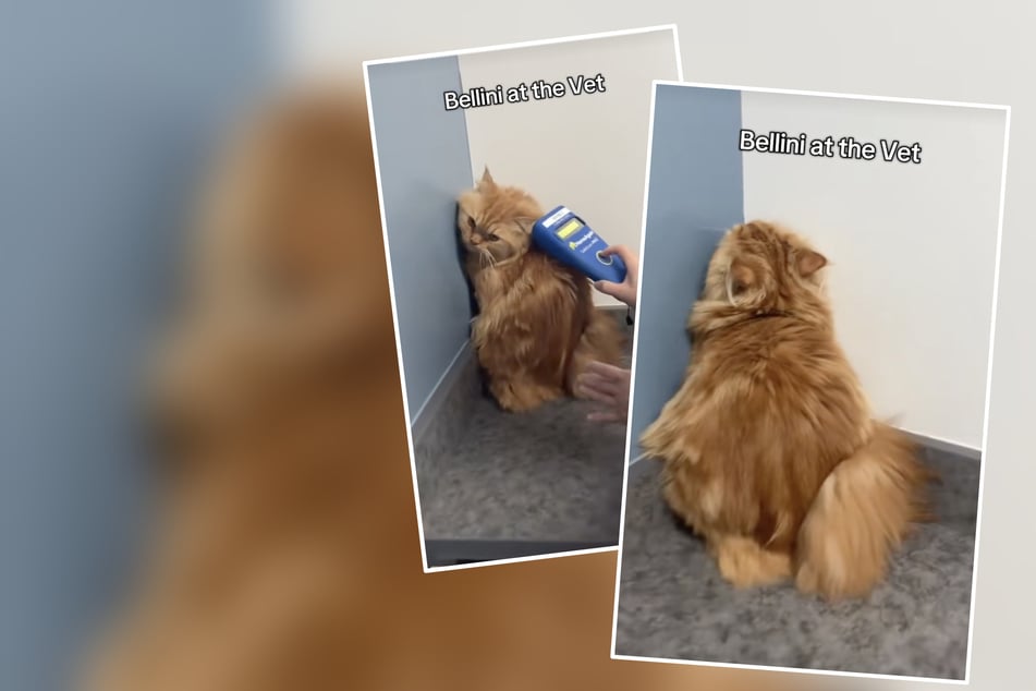 Kočka Bellini musí k veterináři: to, co tam dělá, lidi na internetu rozesměje