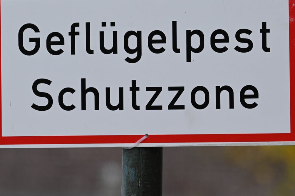 Vogelgrippe bereitet große Sorgen: Tierparks in Hessen treffen Vorkehrungen