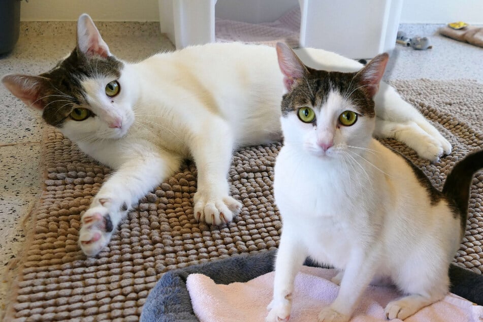 Katze Zicky zeigt deutlich, wenn sie etwas nicht mag. Wer kann ihre Grenzen respektieren?
