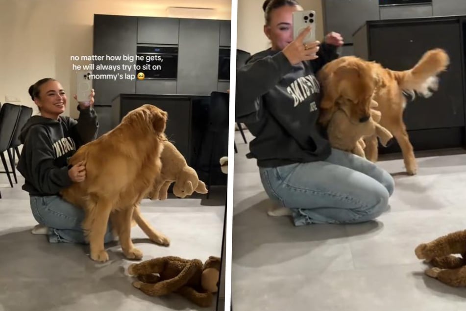 Golden retriever proves he's still a puppy at heart in sweet attempt to cuddle!