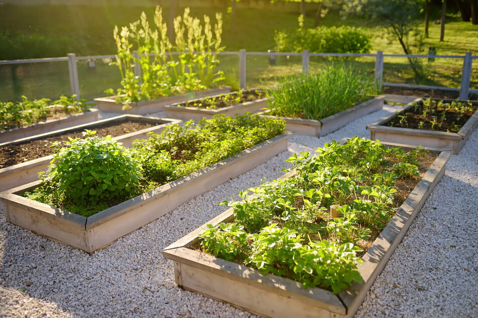 Gemüsebeete sollten geplant werden, denn nicht alle Pflanzen bilden eine gute Nachbarschaft.