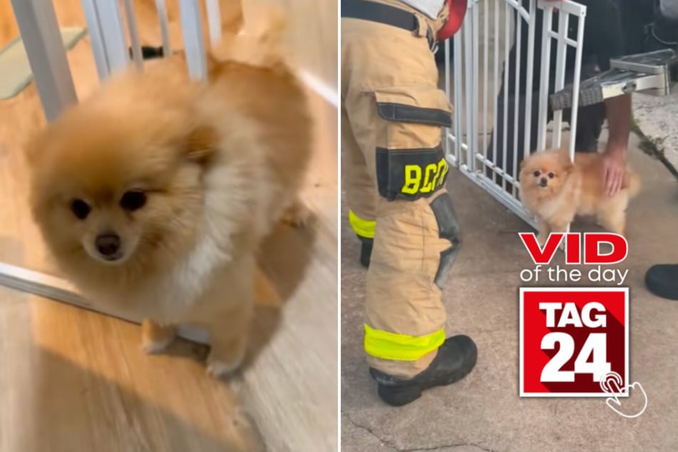 Viral Video of the Day for April 24, 2026: Dog gets stuck in gate – firefighters use Jaws of Life to free him