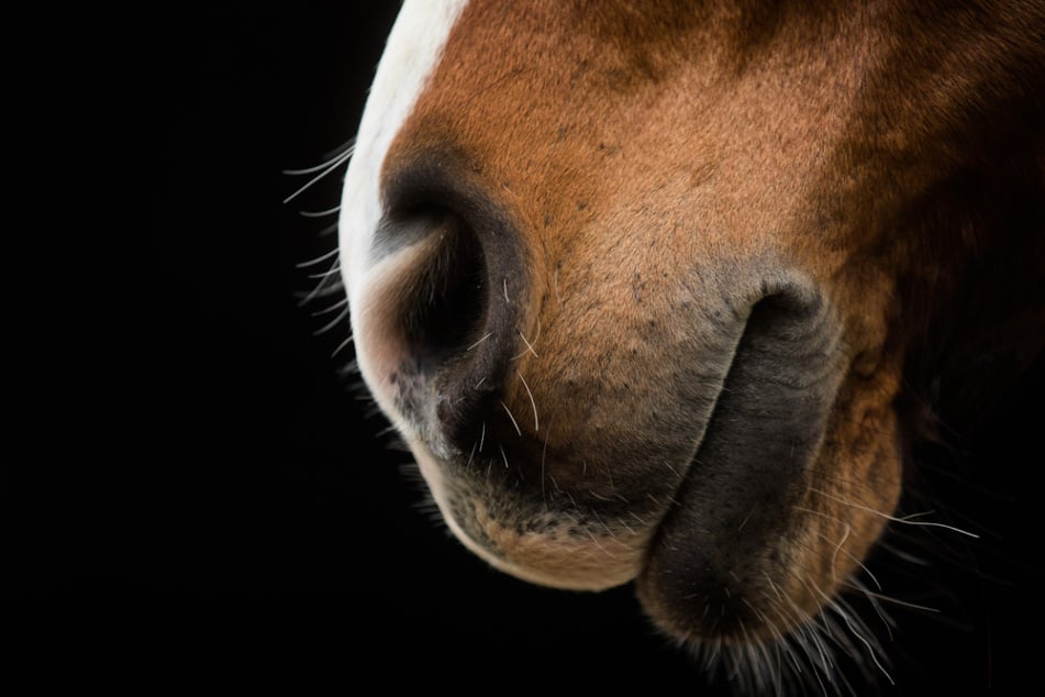 München: Ponys bei Reitturnier gezielt misshandelt: Polizei gibt neue Details bekannt
