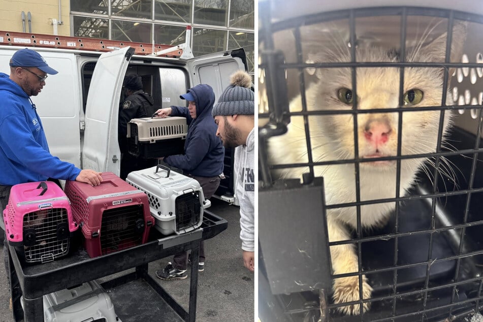 Das Team rettete insgesamt 29 Fellnasen, die sich teilweise in einem schlimmen Zustand befanden.