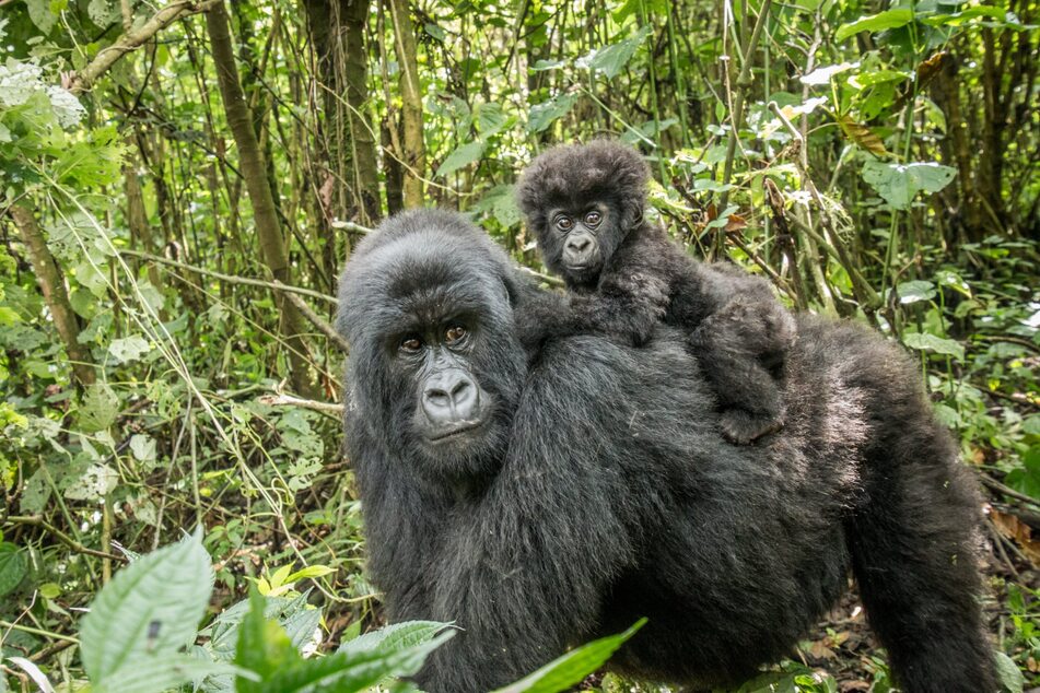 Mountain gorilla numbers have drastically increased.