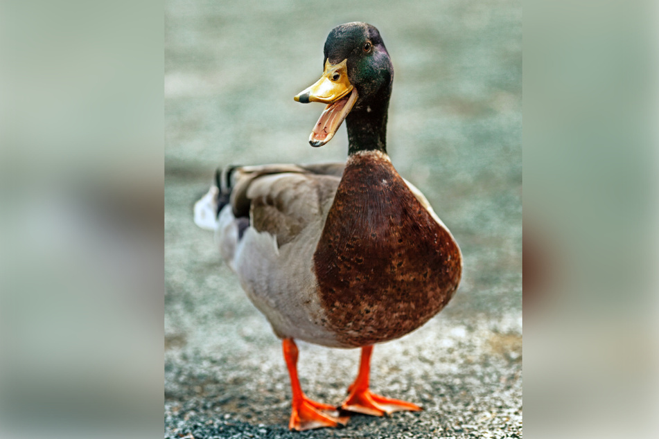 "Feed me ... but not bread!"