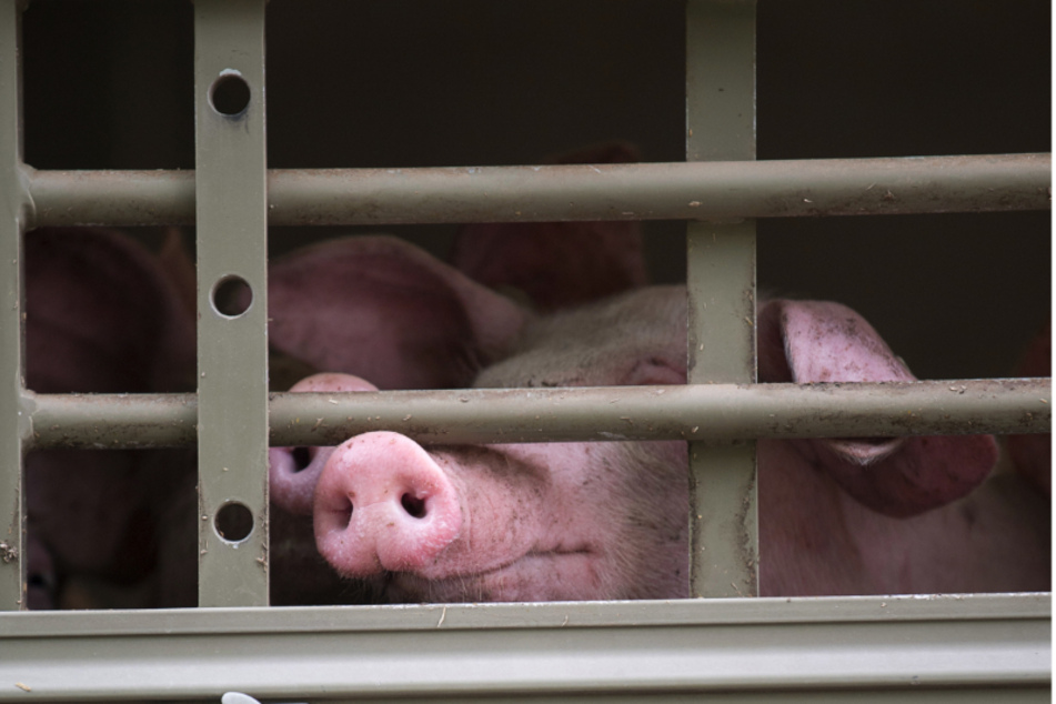 Ein mit Hausschweinen beladener Tiertransport verunglückte am Dienstag in Lugau. Drei der Tiere mussten eingeschläfert werden.