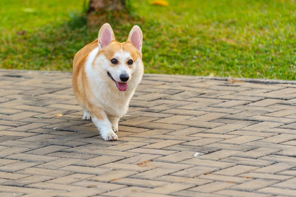 Corgis leiden unter ihren extrem kurzen Beinen und dem langen Rücken. Sie sind in ihrer Bewegungsfreiheit stark eingeschränkt.