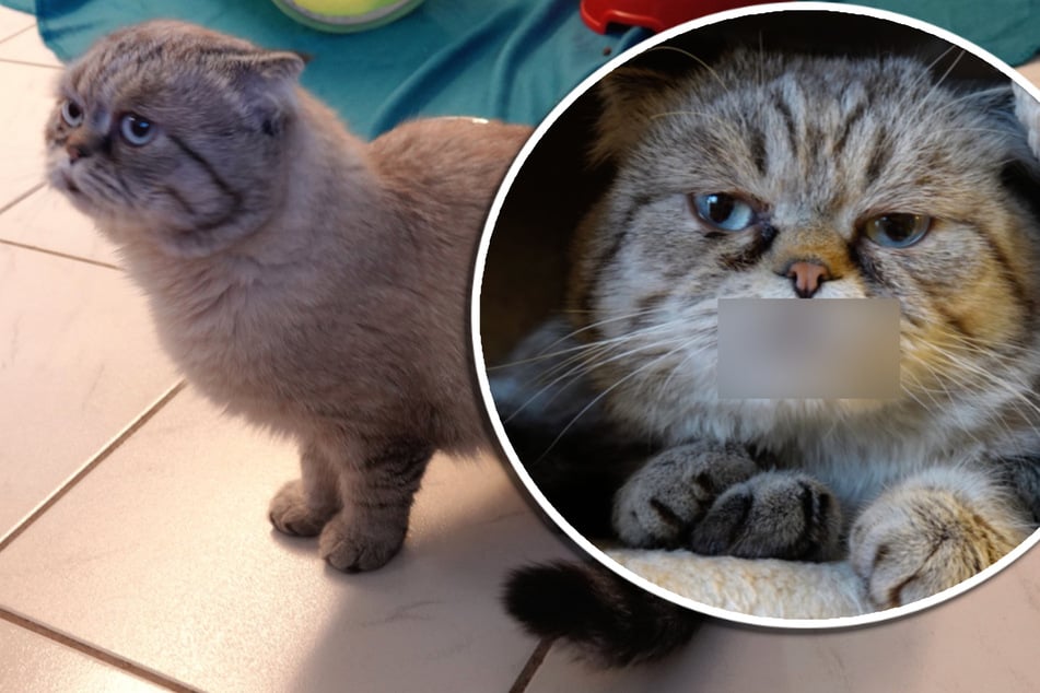 Scottish-Fold-Kater sucht Zuhause: Warum der süße Kerl "Zähnchen" heißt, sieht man auf den ersten Blick