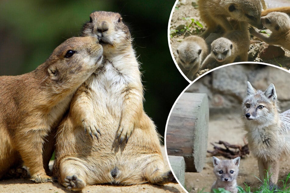 Juhu, wir sind die Neuen! Süße Tierbabys locken in Sachsens Zoos