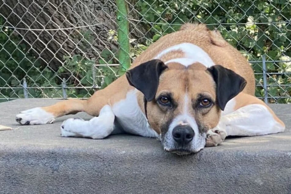 Laiko landete vor sage und schreibe neun Jahren im Tierheim Bergheim.