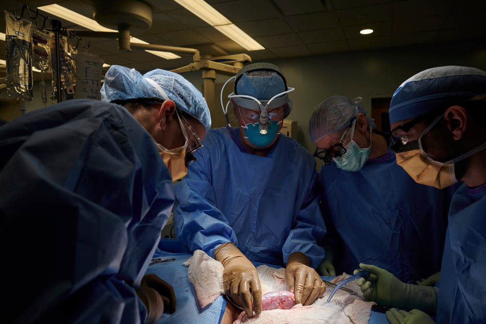 Schweineniere zum ersten Mal einem Menschen transplantiert