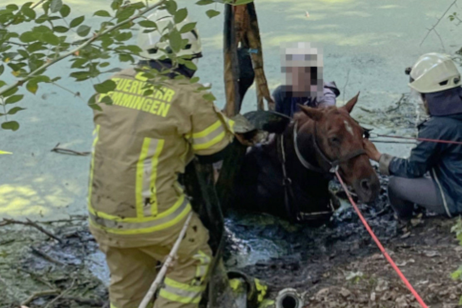Mit vereinten Kräften zog die Feuerwehr das Pferd aus dem Fluss...