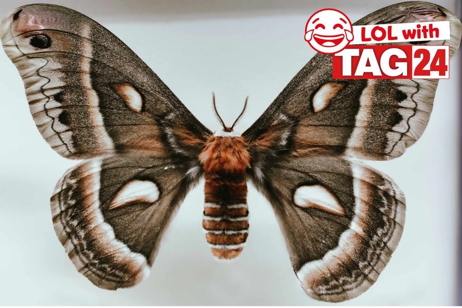 Joke of the Night for February 19, 2026: A flying funny.