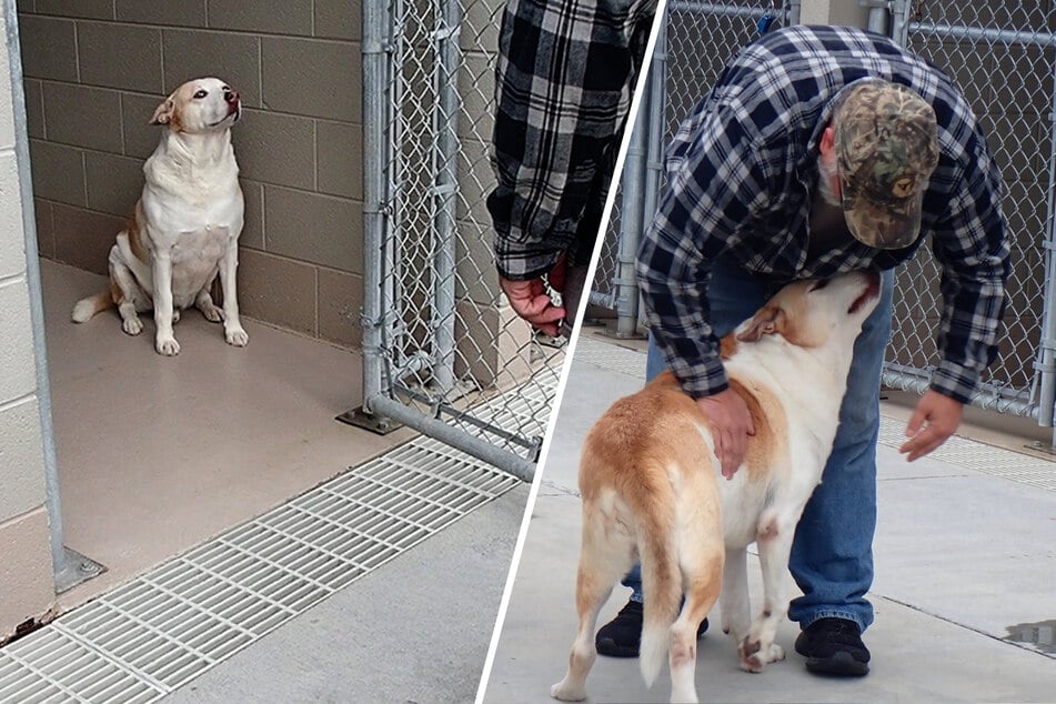 Hund lächelt das erste Mal seit Jahren, als er sein Herrchen