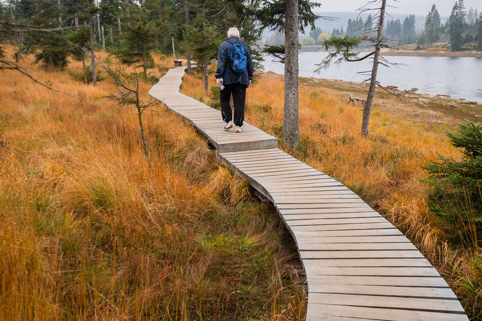 Im Nationalpark Harz sollen digitale Wanderwege unterbunden werden.