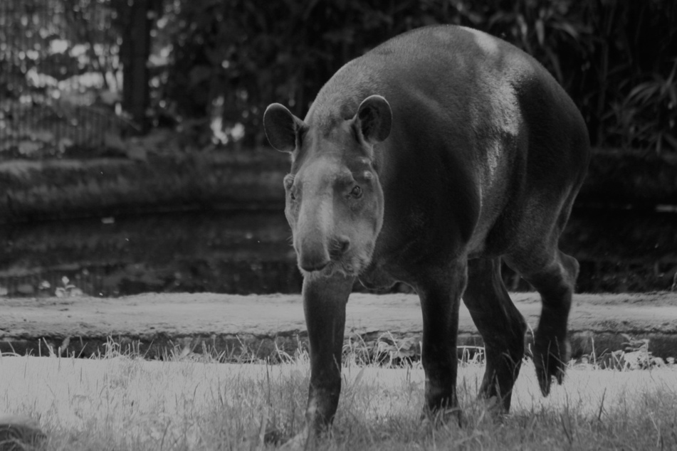 Das Tapir-Weibchen Meta aus dem Zoo Magdeburg musste eingeschläfert werden. Es wurde 36 Jahre alt.