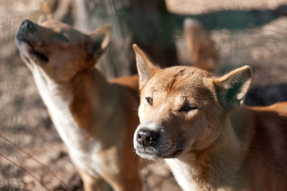 The New Guinea Singing Dog is possibly the rarest dog in the world.