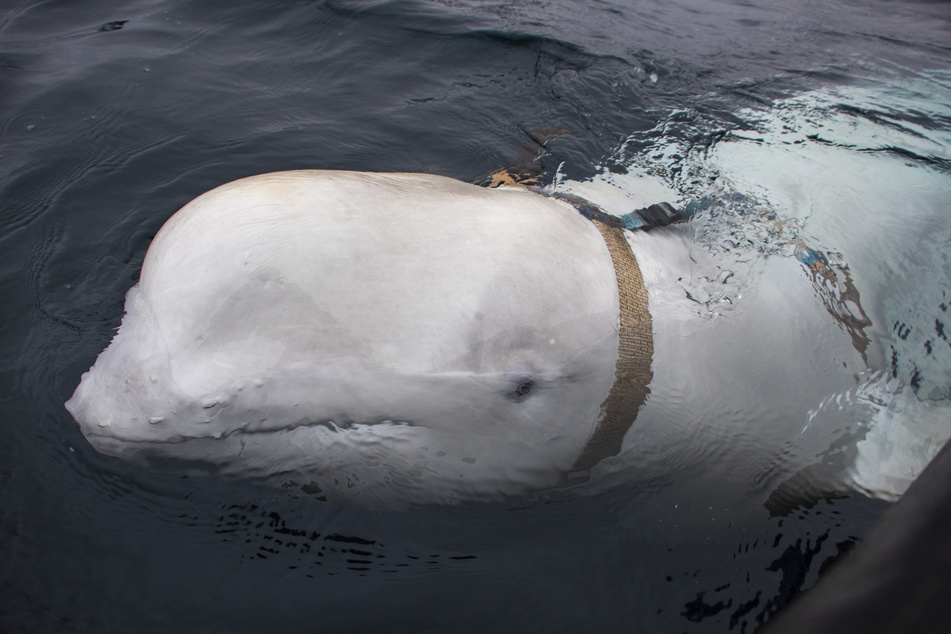 Mit einem Geschirr um den Hals wurde der Beluga 2019 erstmals vor der Küste Norwegens entdeckt. (Archivbild)
