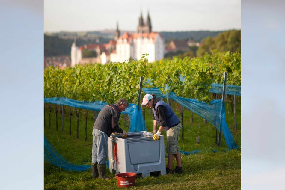 Winzer lesen auf einem Weinberg des Weingutes Schloss Proschwitz bei Meißen Frühburgunder-Trauben.